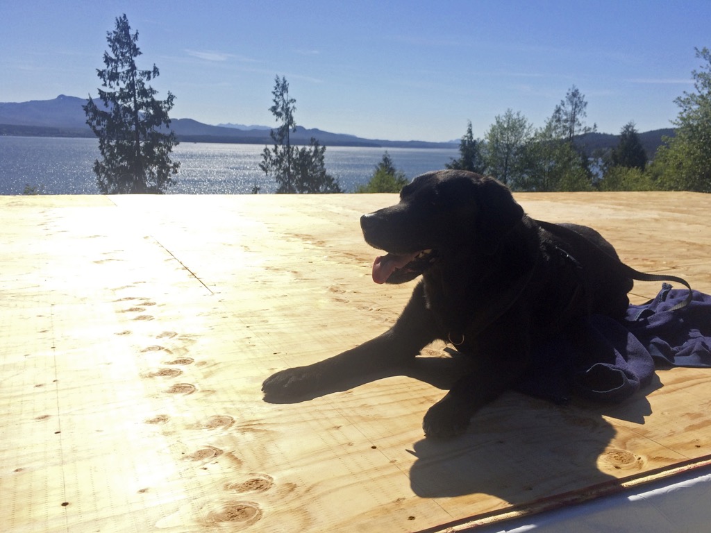 dog on flat roof